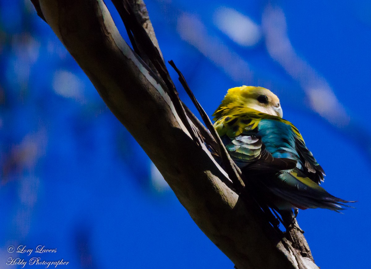 Pale-headed Rosella - ML113218851