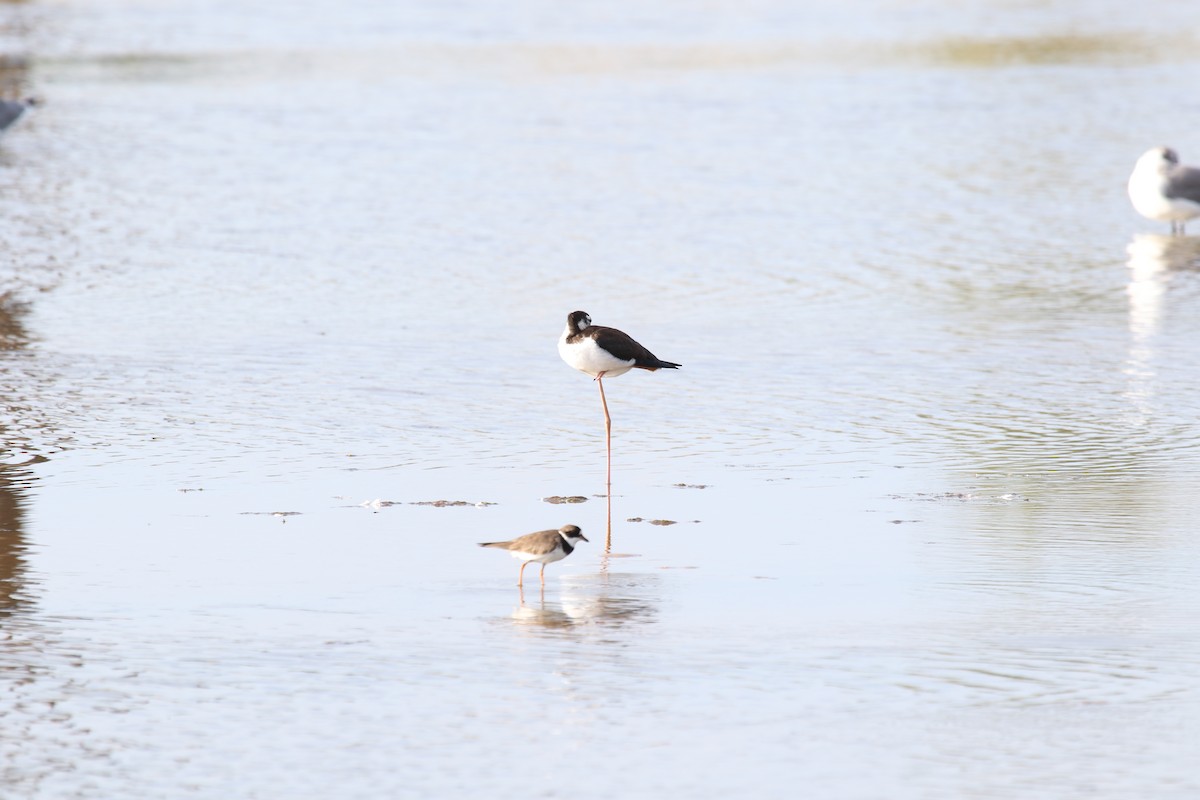 Semipalmated Plover - ML113218891