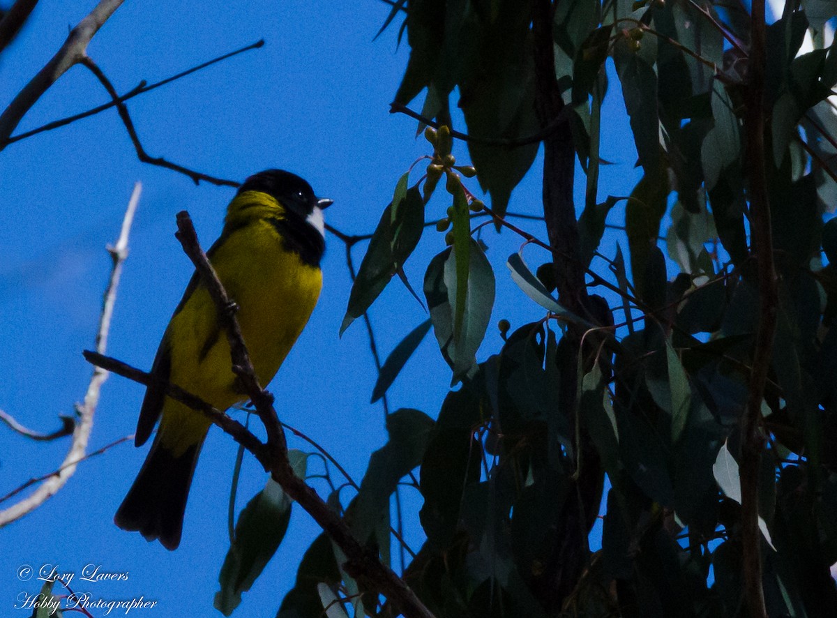 Golden Whistler - Lorraine Lavers