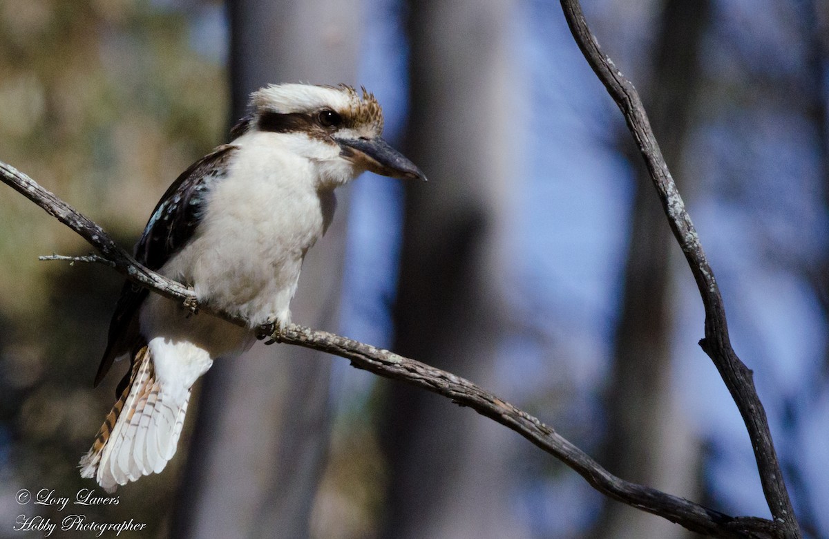 Laughing Kookaburra - Lorraine Lavers