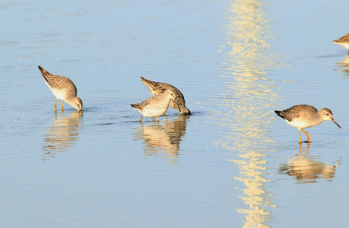 Stilt Sandpiper - ML113219101