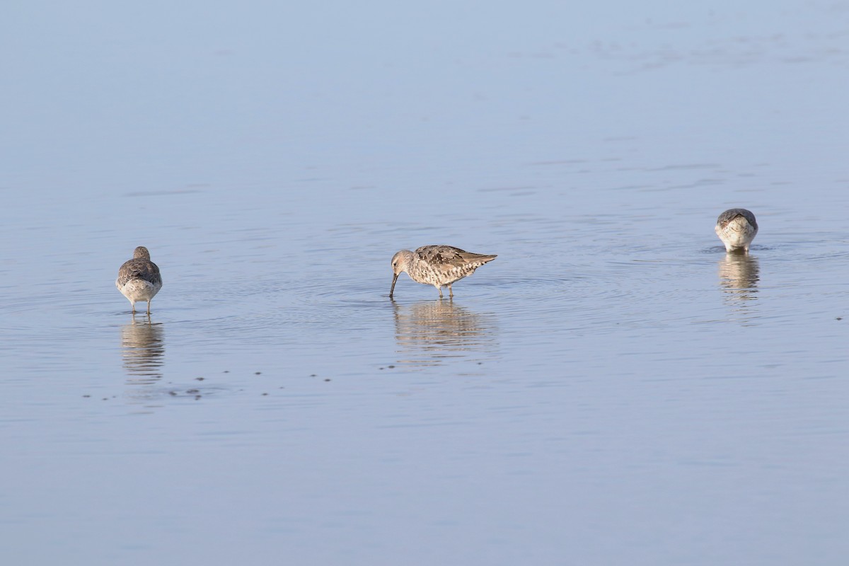 Stilt Sandpiper - ML113219121