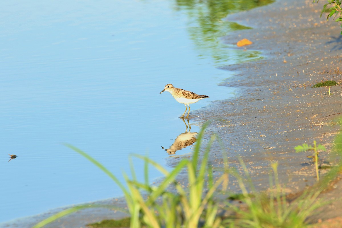 Pectoral Sandpiper - Anne Ruben