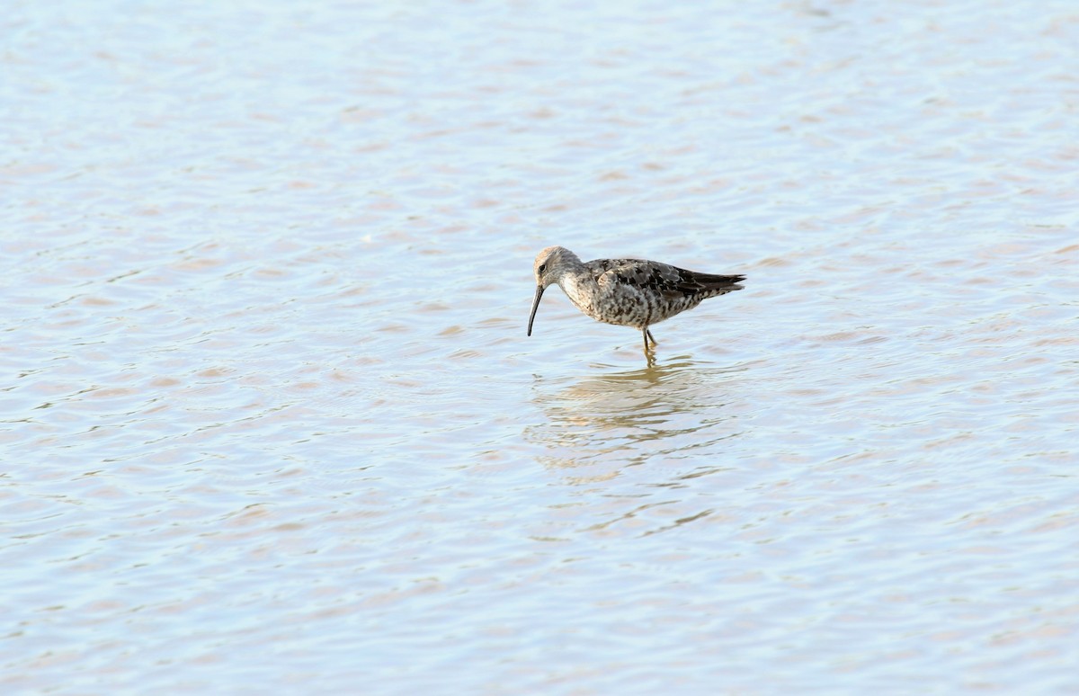 Stilt Sandpiper - ML113219231