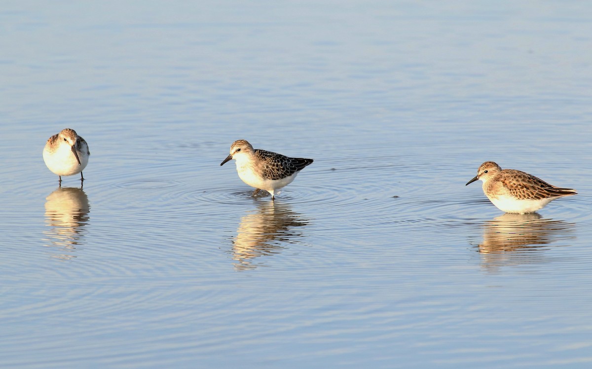 Western Sandpiper - ML113219301