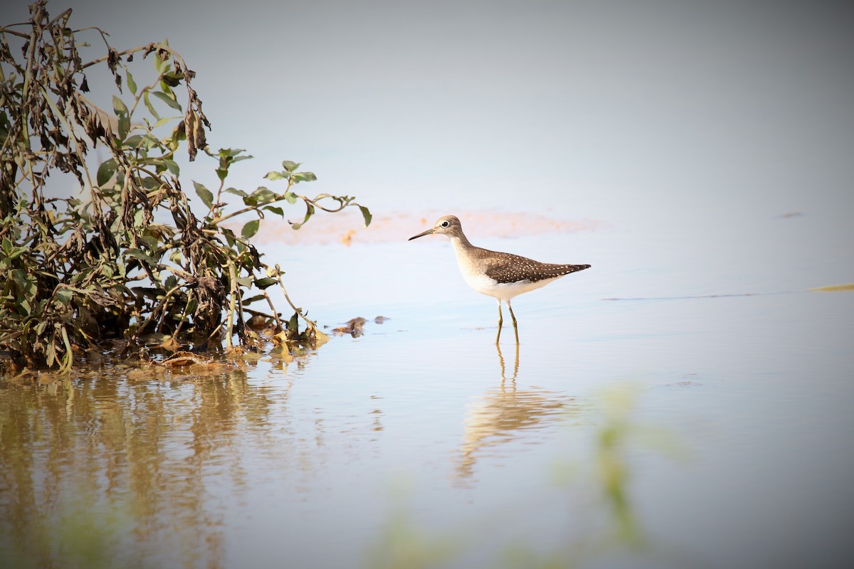 Solitary Sandpiper - ML113219361