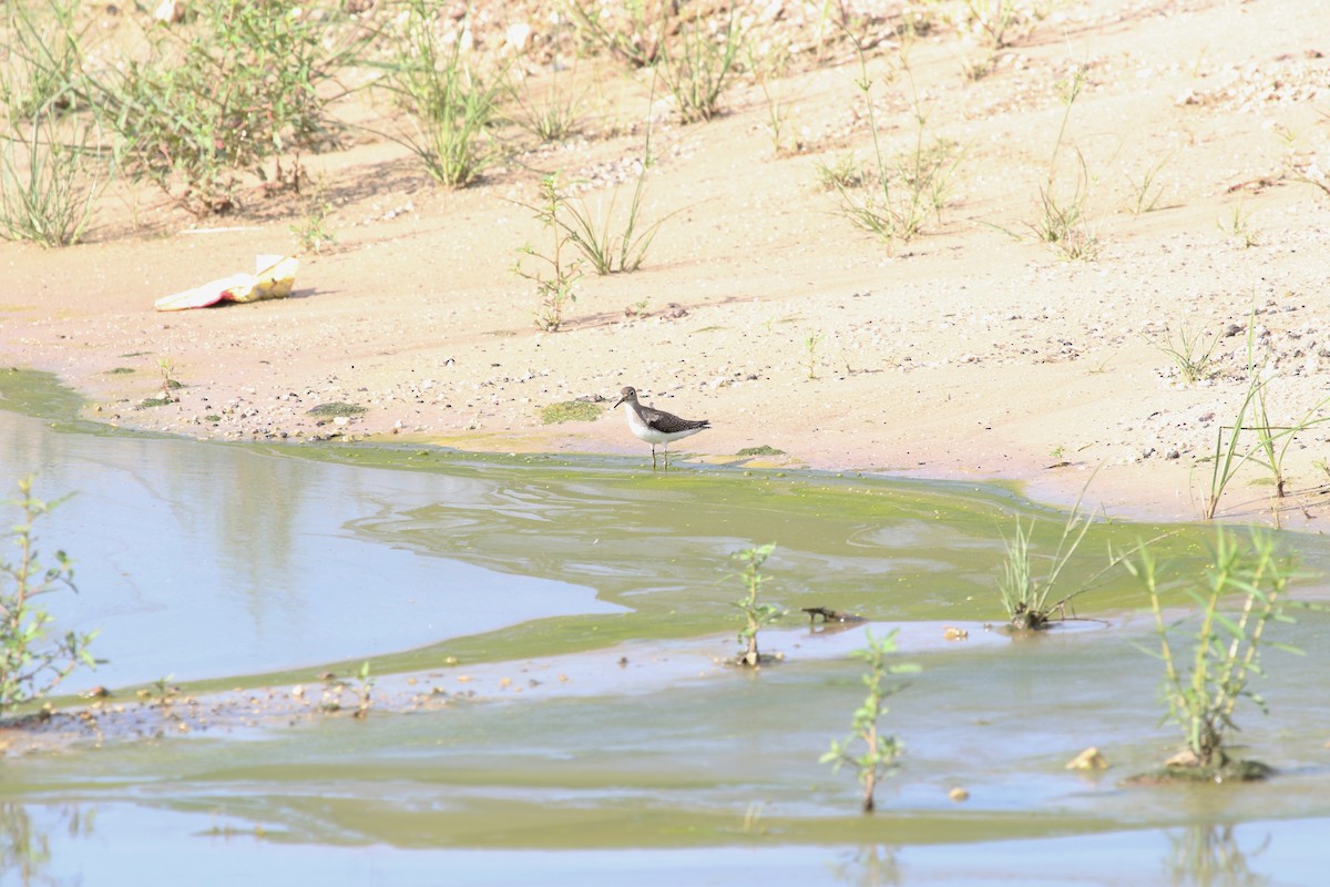 Solitary Sandpiper - ML113219391