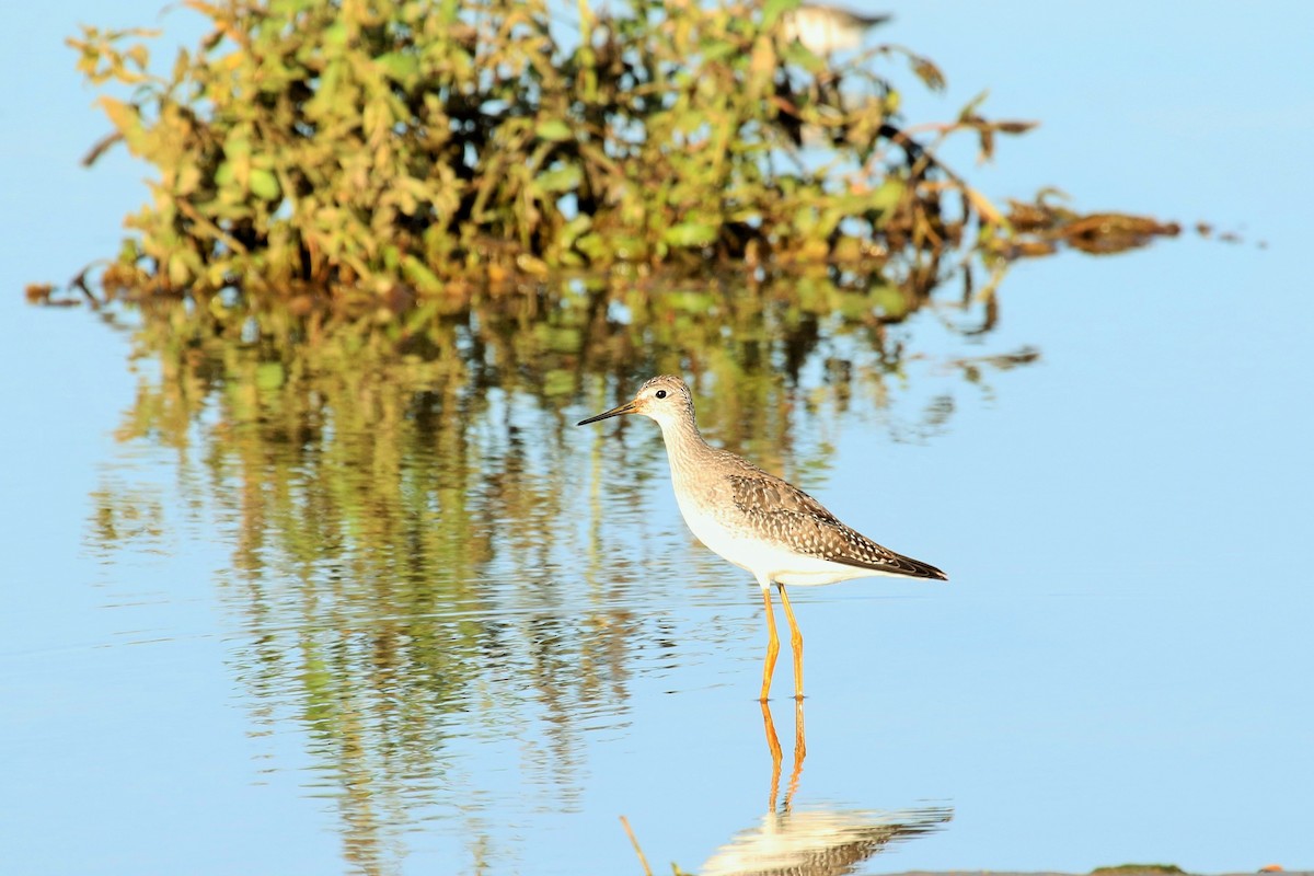 Lesser Yellowlegs - ML113219441