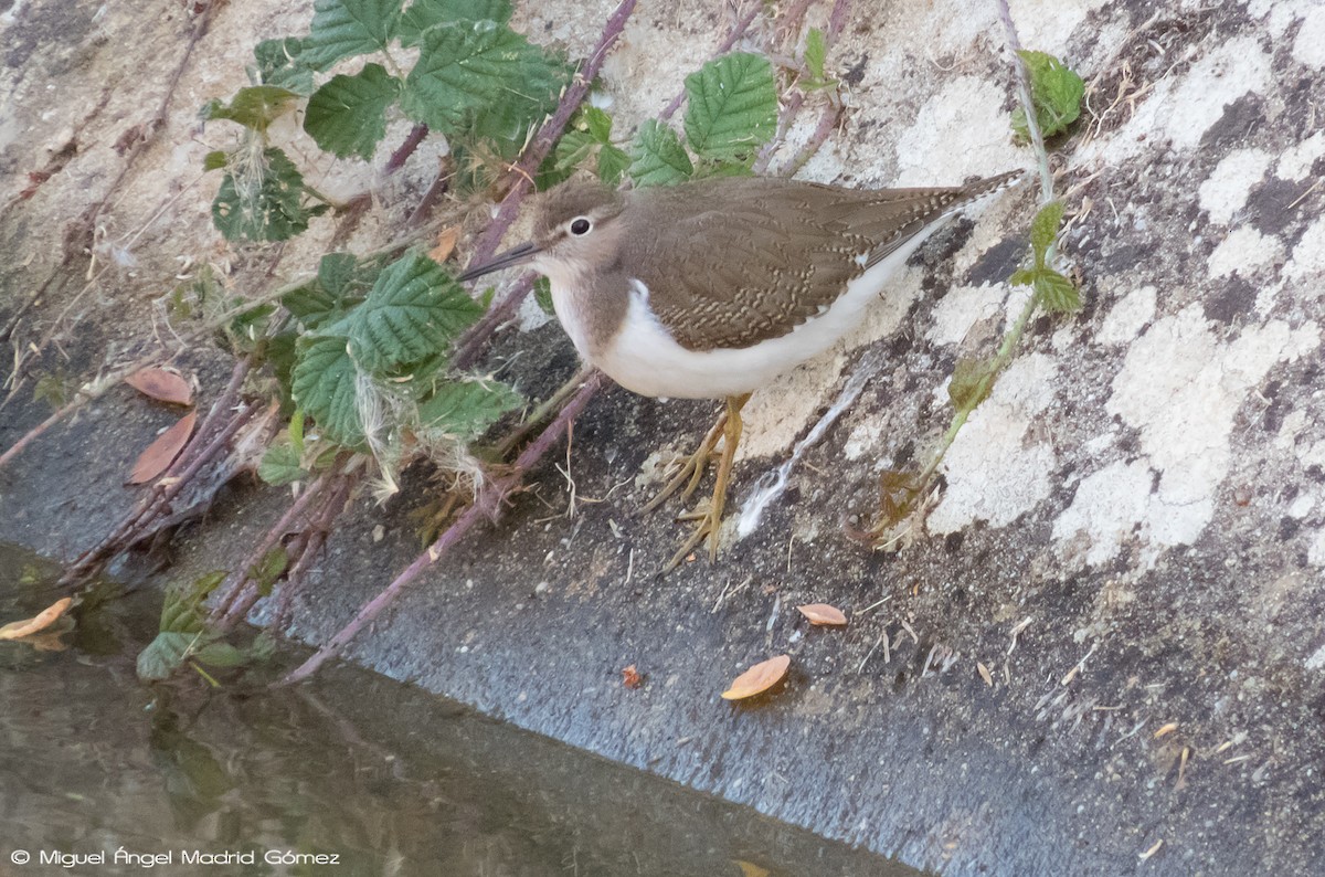 Common Sandpiper - Miguel Ángel Madrid Gómez