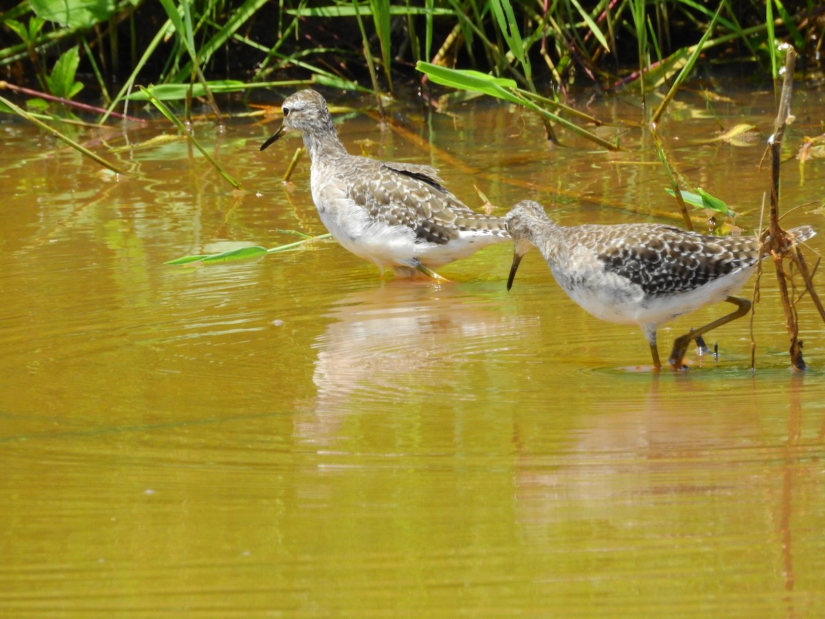 Wood Sandpiper - Arlango Lee