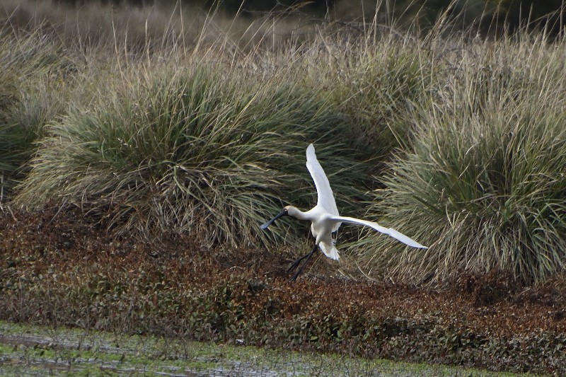 Royal Spoonbill - Anthony Katon