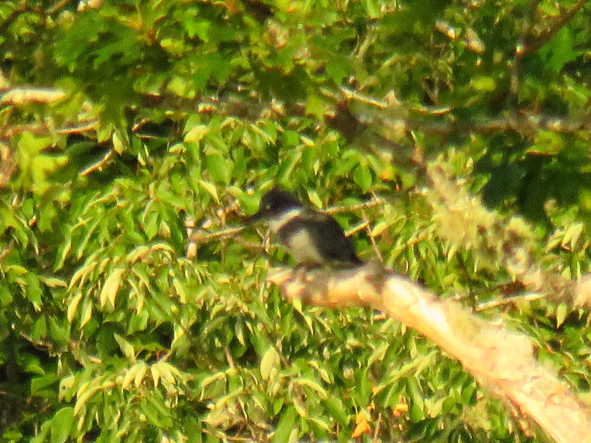 Belted Kingfisher - ML113222111