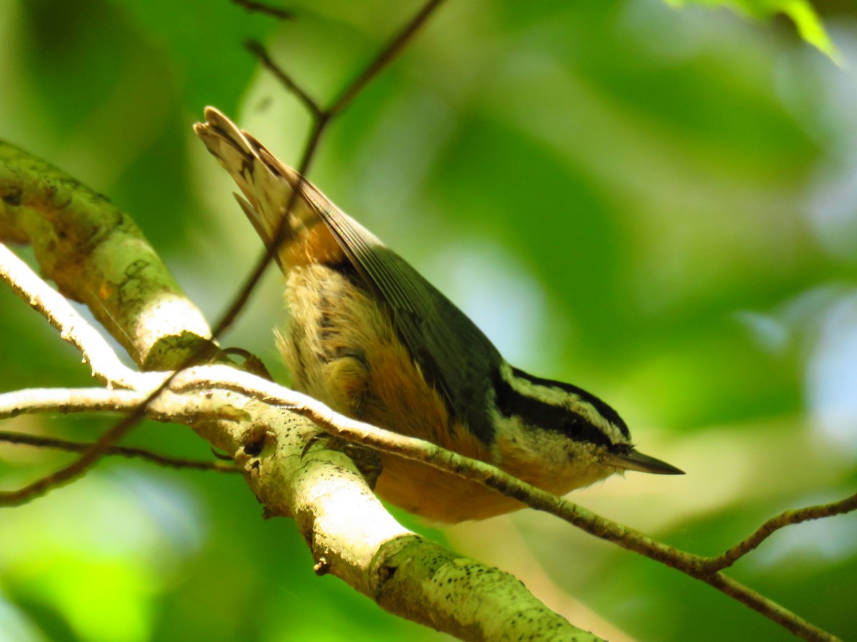 Red-breasted Nuthatch - ML113222851