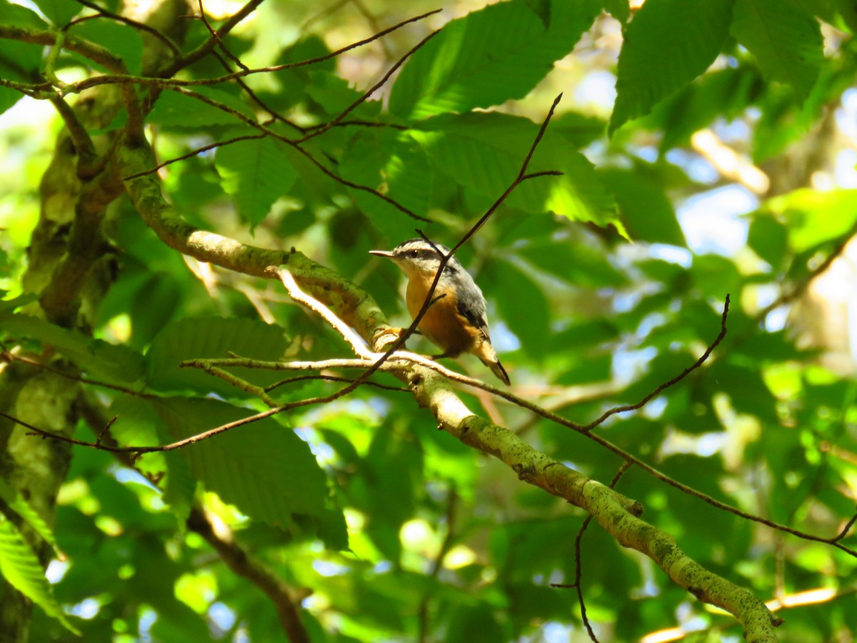 Red-breasted Nuthatch - ML113222861