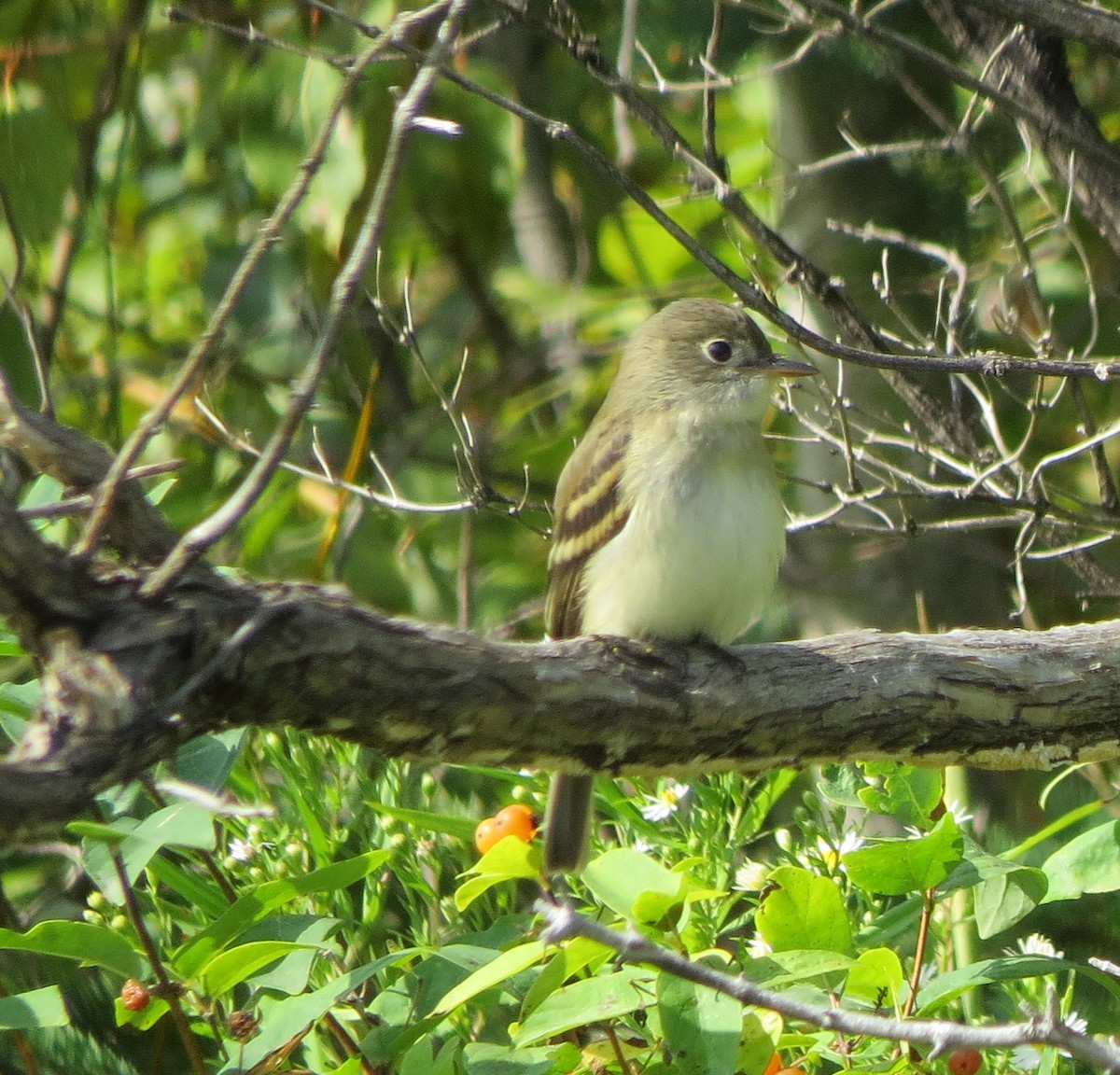 Least Flycatcher - Maryse Lessard