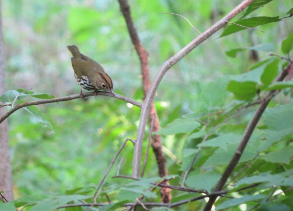 Ovenbird - ML113223951