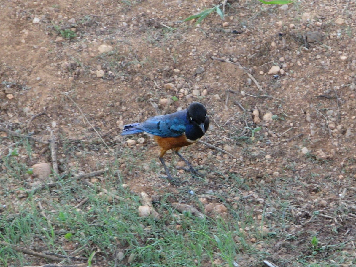 Superb Starling - ML113224121