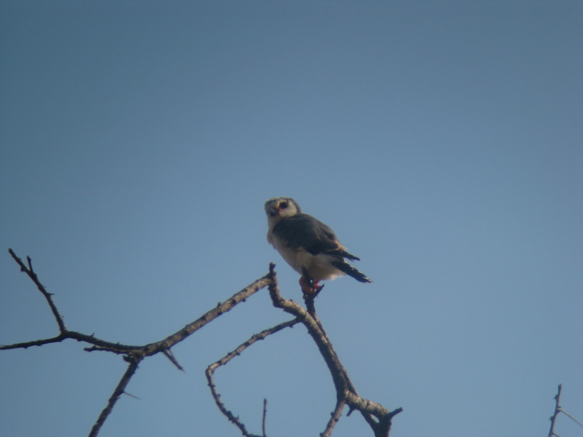 Pygmy Falcon - ML113224601