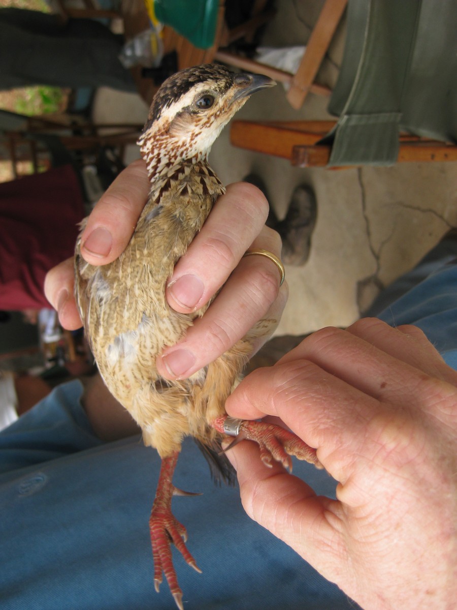 Crested Francolin - ML113225181