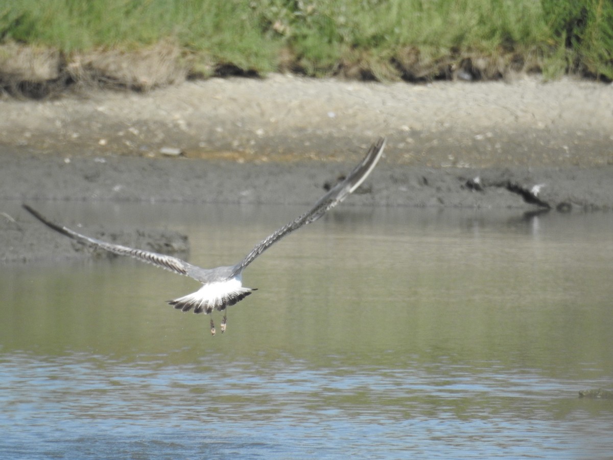 Yellow-legged Gull - ML113225251