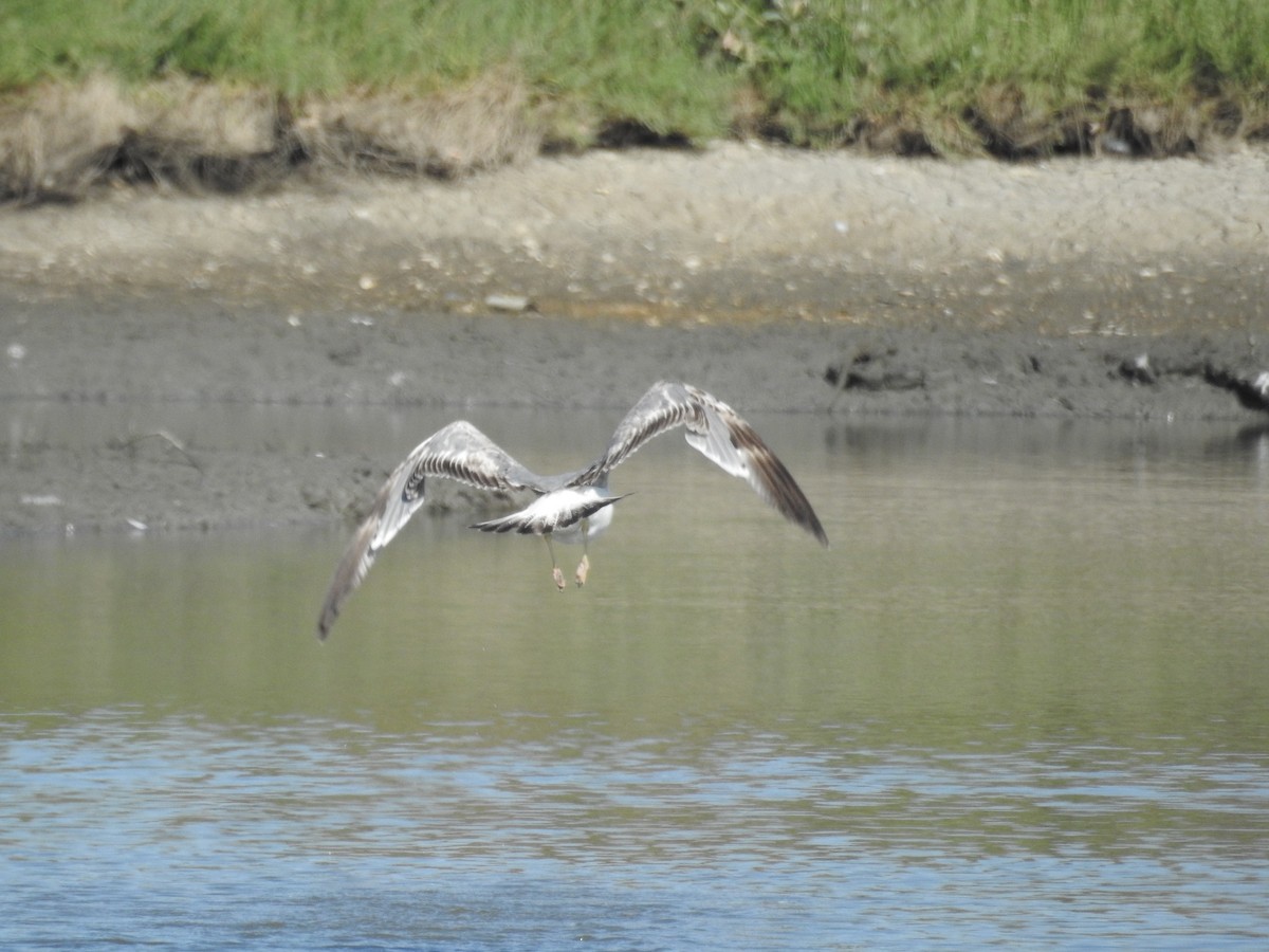 Yellow-legged Gull - ML113225281