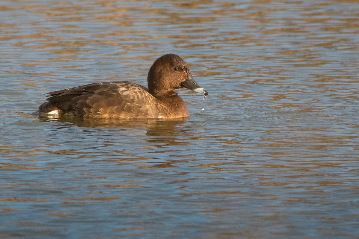 polák australský - ML113227041