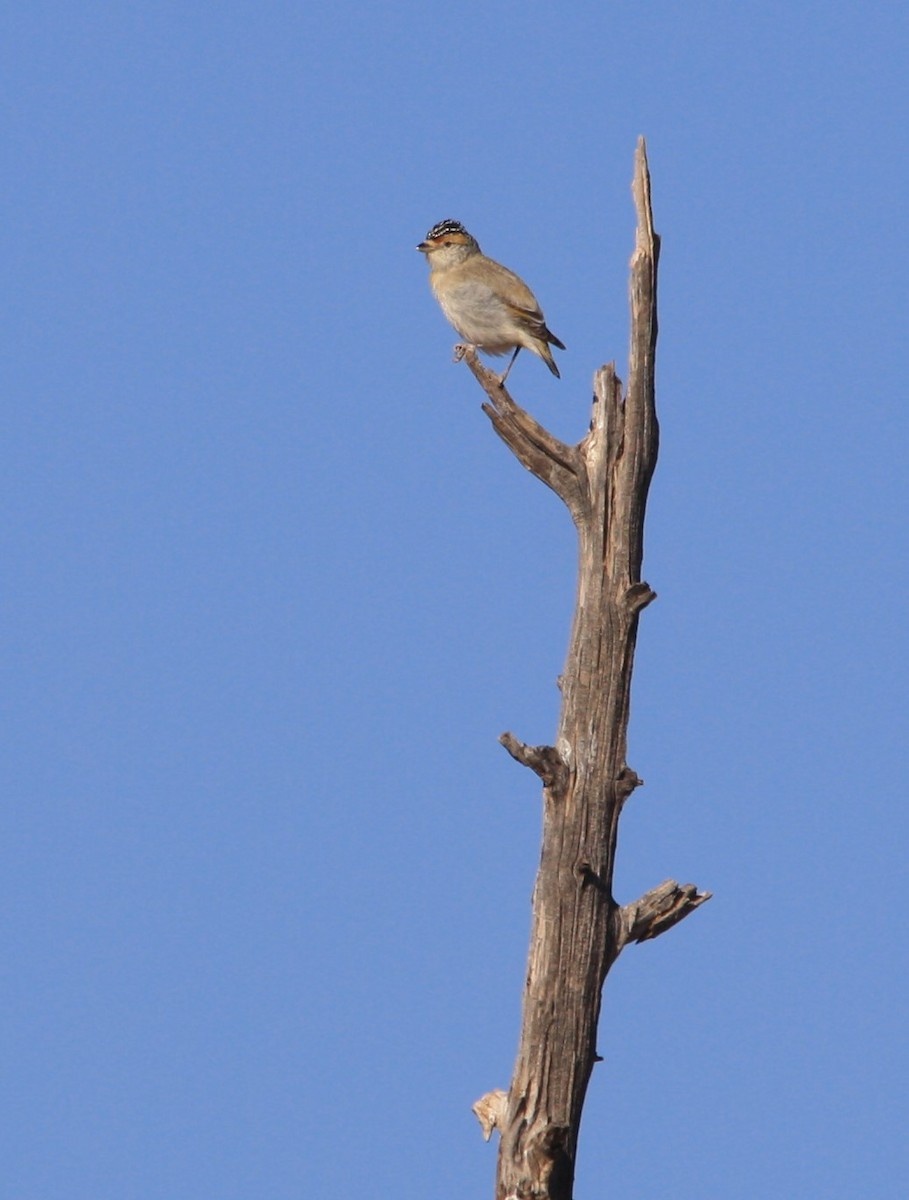 Rotbrauen-Panthervogel - ML113227211