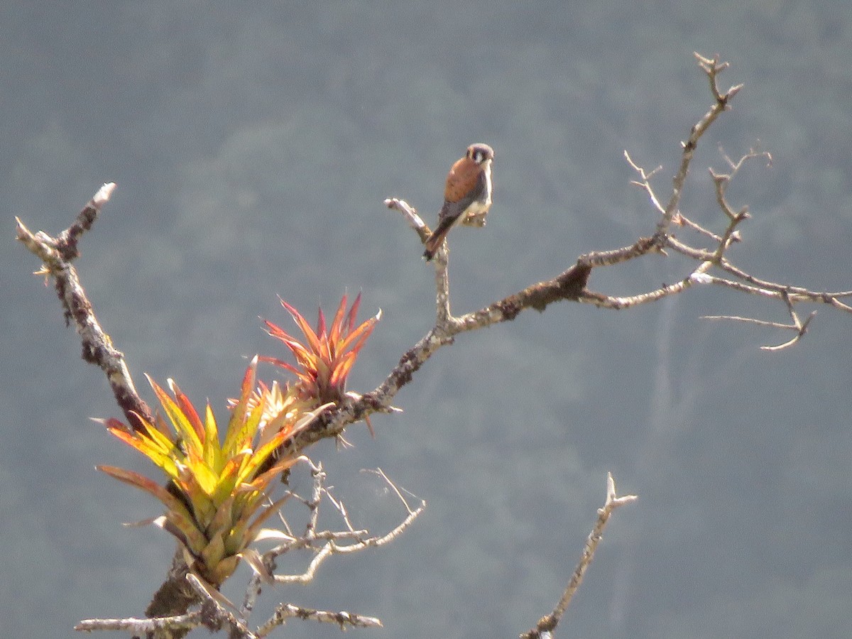 American Kestrel - ML113227281