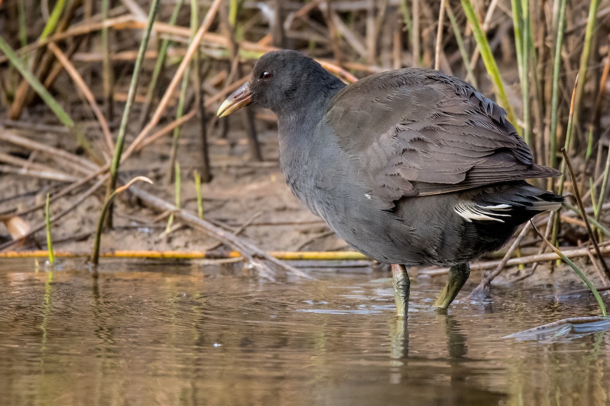 Dusky Moorhen - ML113227691