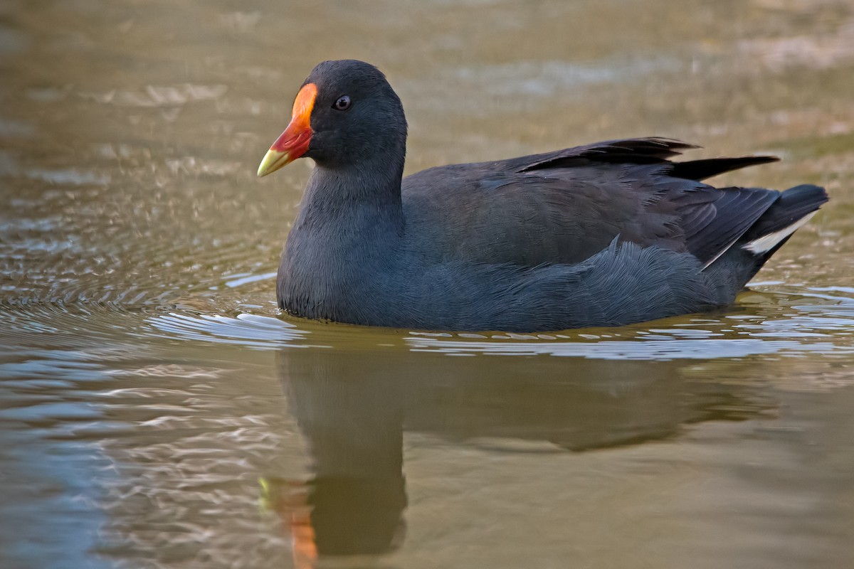 Dusky Moorhen - ML113227711