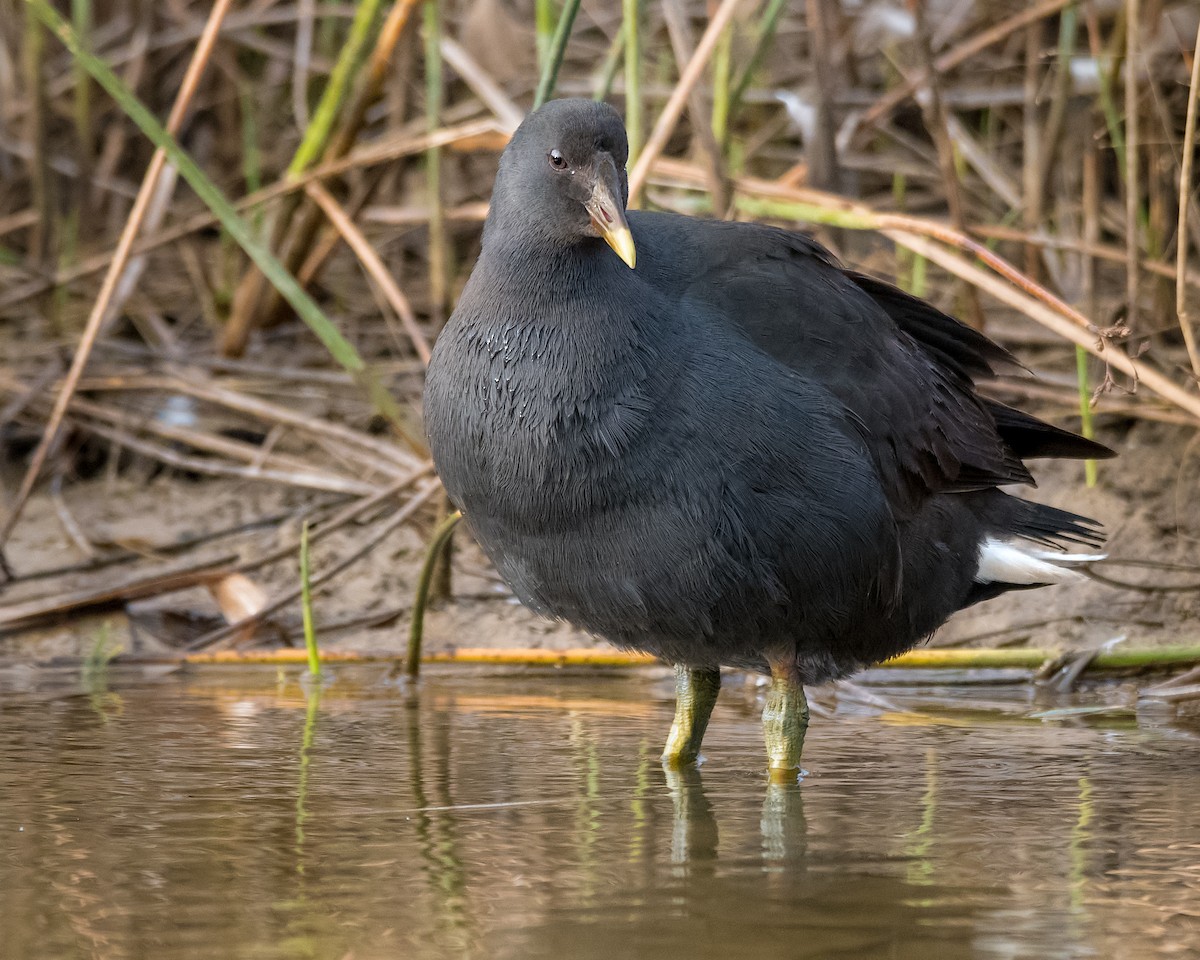 Gallinule sombre - ML113227721