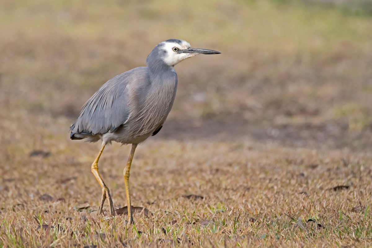 White-faced Heron - ML113227871