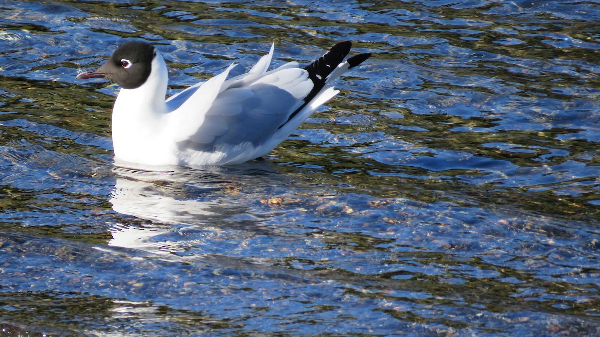 Brown-hooded Gull - ML113228621