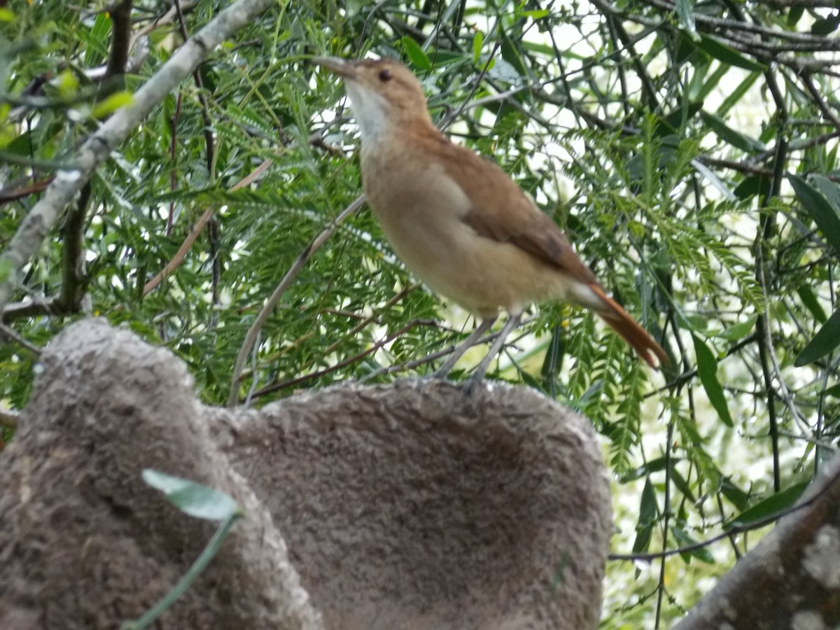 Rufous Hornero - ML113228901