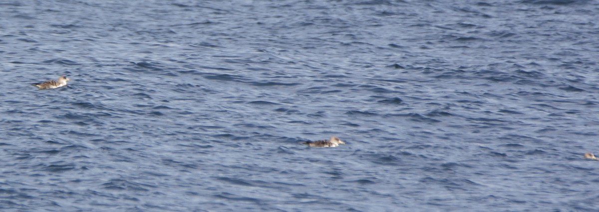 Cory's Shearwater - ML113229951