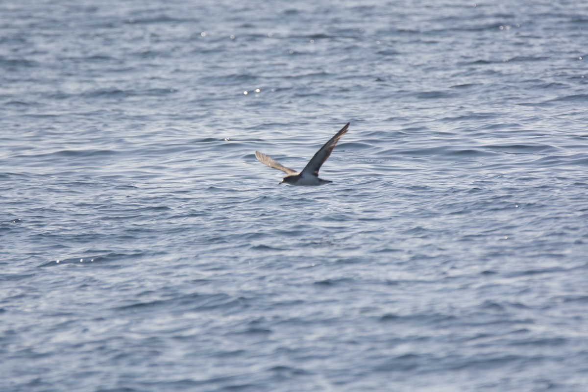 Cory's Shearwater - ML113230031