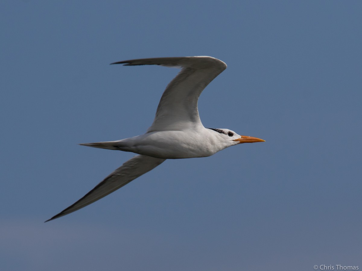 Royal Tern - Chris Thomas