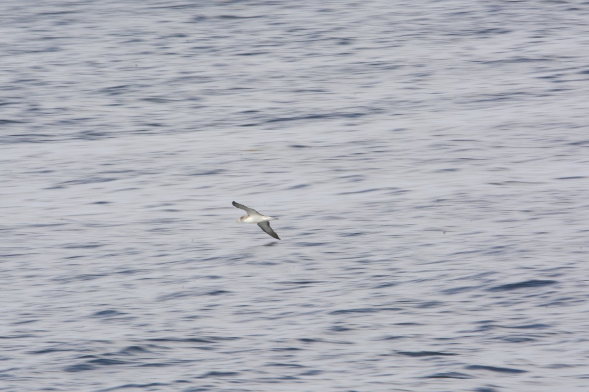 Cory's Shearwater - ML113232081