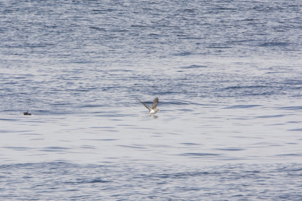 Cory's Shearwater - ML113232121