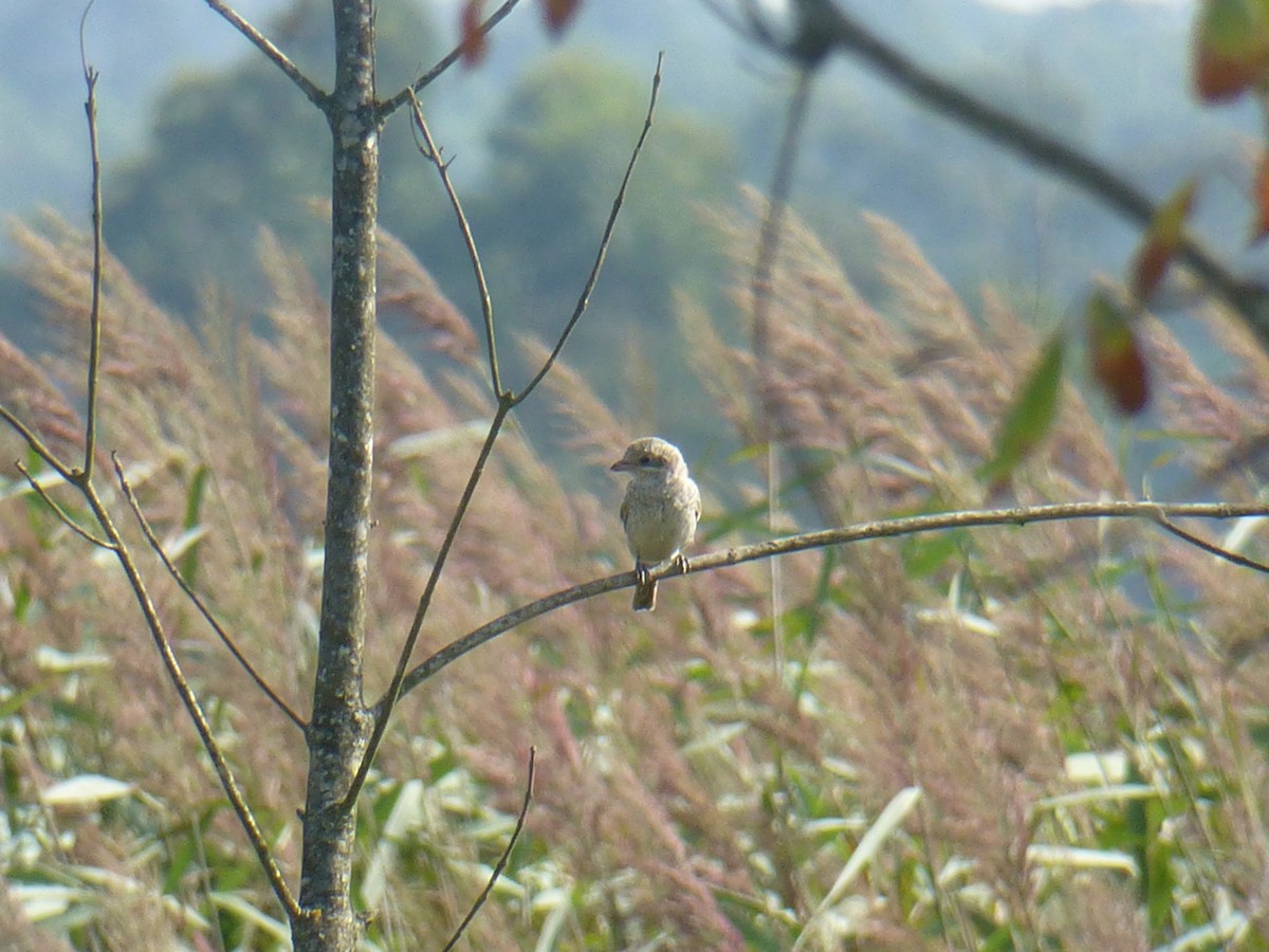 Woodchat Shrike - Helder Vieira