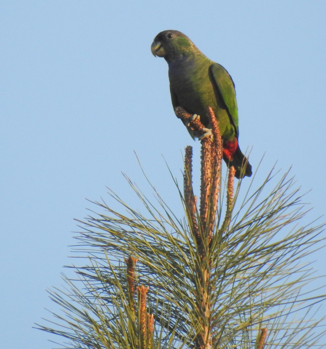 Папуга-червоногуз зеленощокий - ML113232741