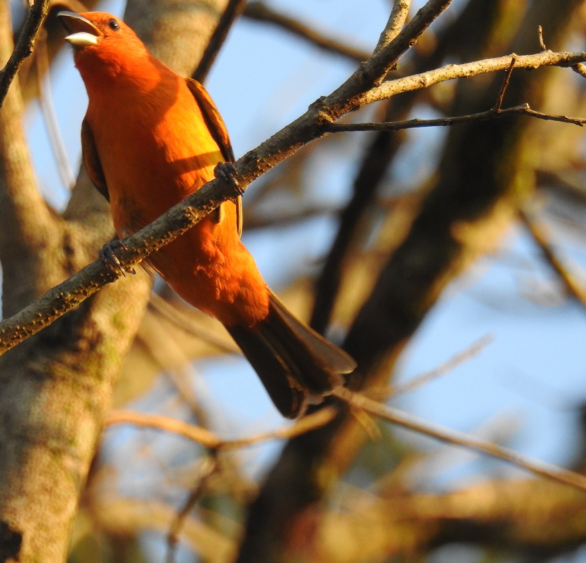 Hepatic Tanager - ML113233021