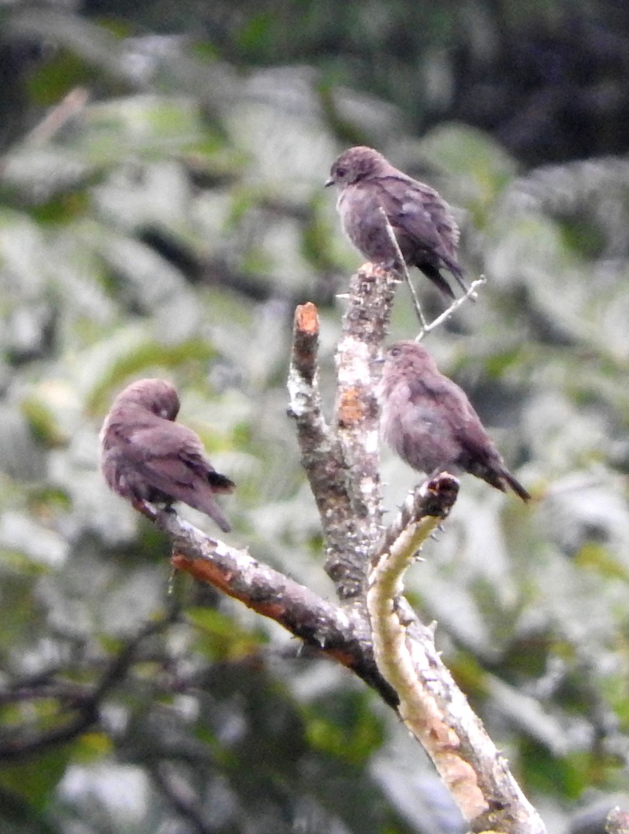 Ussher's Flycatcher - Todd A. Watkins