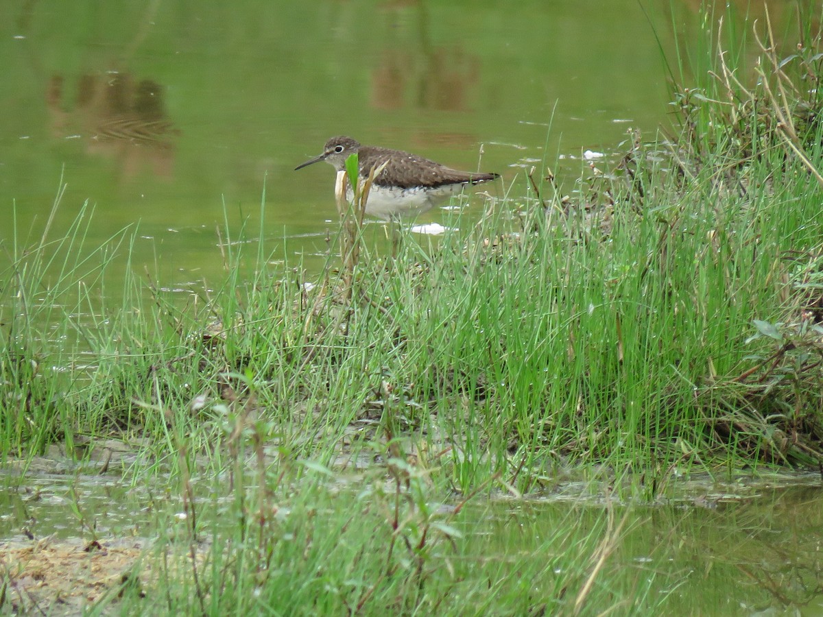 Solitary Sandpiper - ML113236911