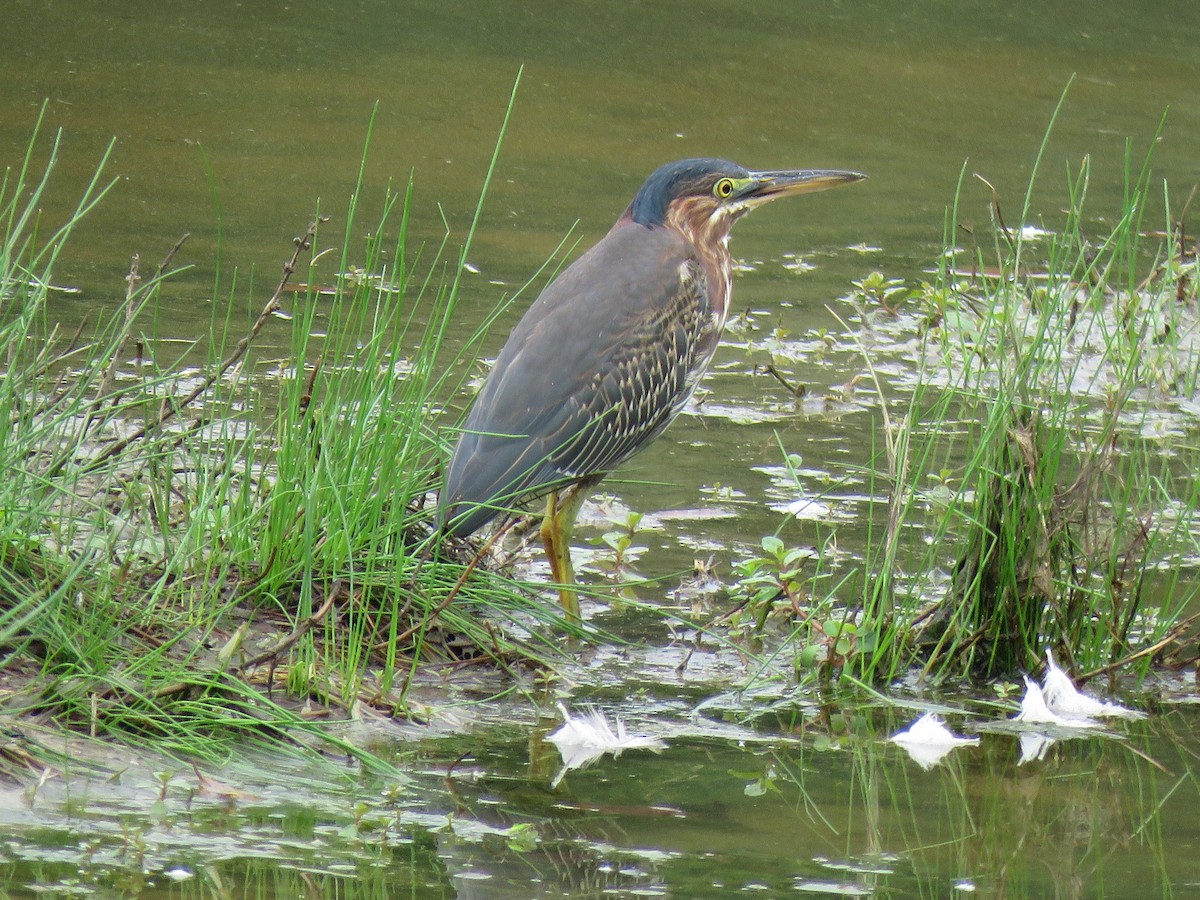 Green Heron - ML113237001