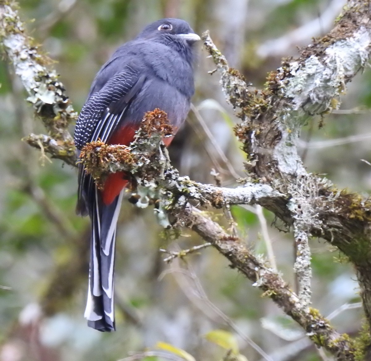 Surucua Trogon - ML113237231