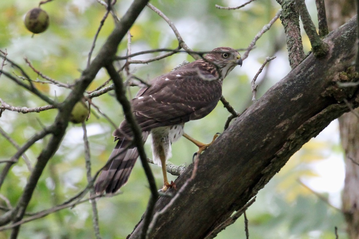 Cooper's Hawk - Jeffrey Boland