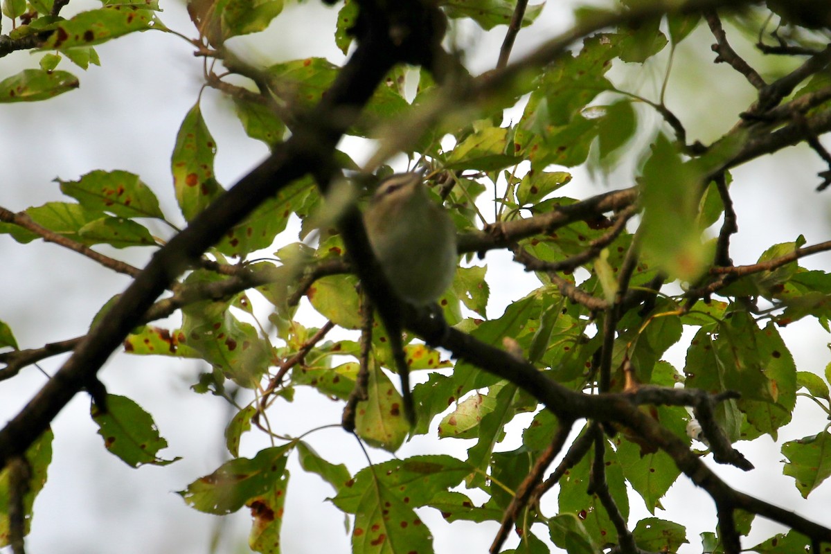 Ötücü Vireo - ML113237771