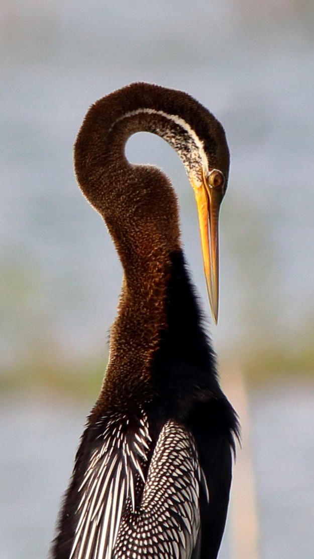 Oriental Darter - Satish Sasi