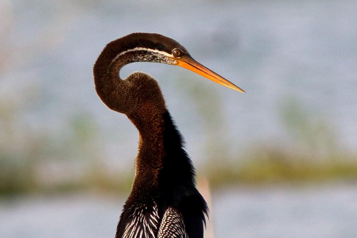 Oriental Darter - Satish Sasi